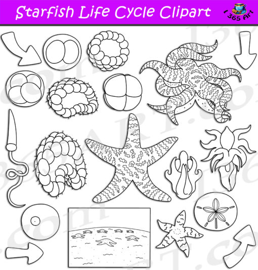 starfish life cycle clipart black and white