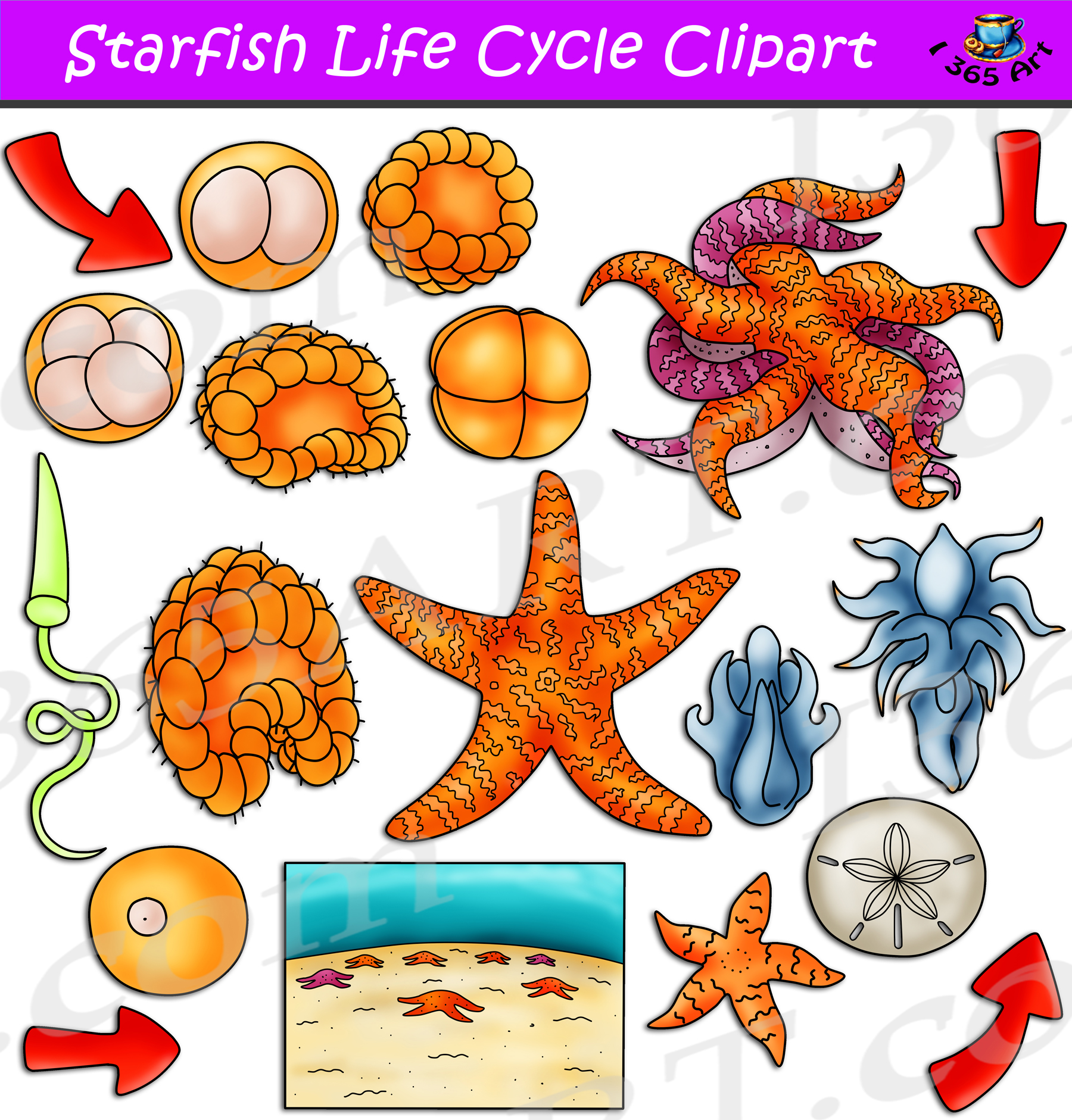 Starfish Life Cycle Clipart Set Download Clipart 4 School