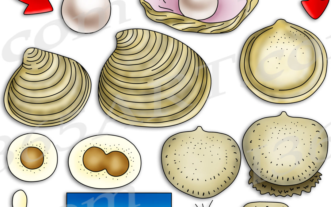 Clam Life Cycle Clipart Set Download