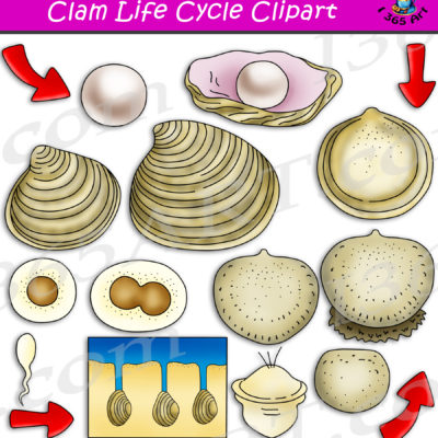 Clam life cycle clipart