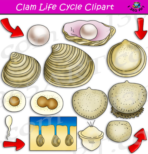 Clam life cycle clipart