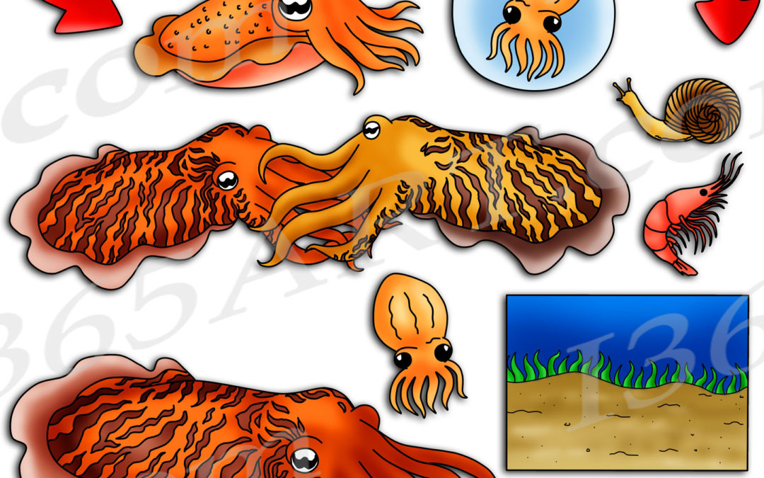 Cuttlefish Life Cycle Clipart Set Download