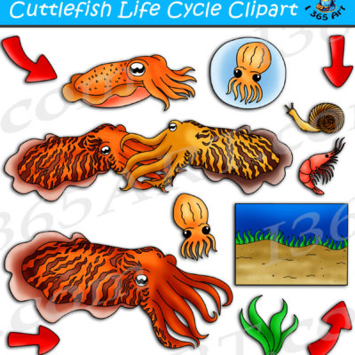 Cuttlefish life cycle clipart