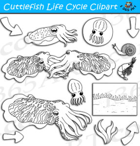 Cuttlefish Life Cycle Clipart Set Download - Clipart 4 School