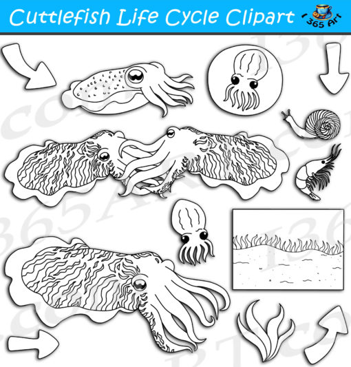 Cuttlefish life cycle clipart black and white