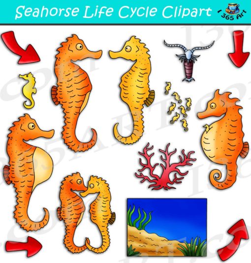 Seahorse life cycle clipart