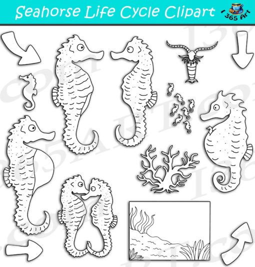 Seahorse life cycle clipart