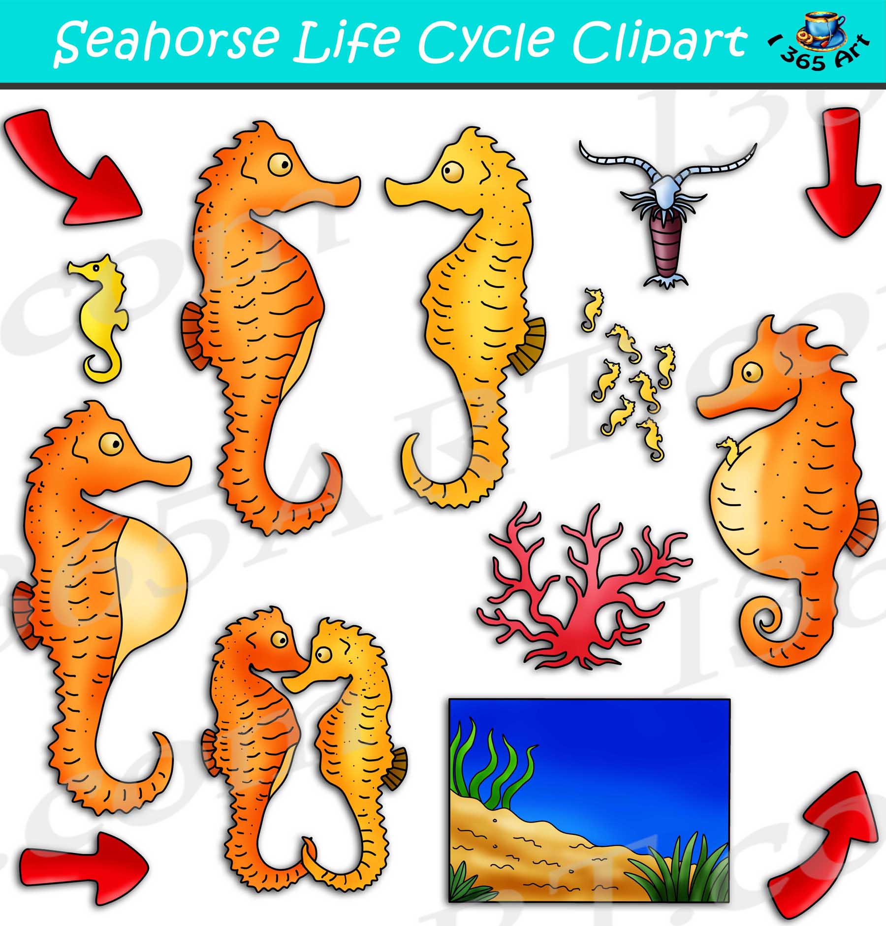 Seahorse Life Cycle Clipart Set Download - Clipart 4 School