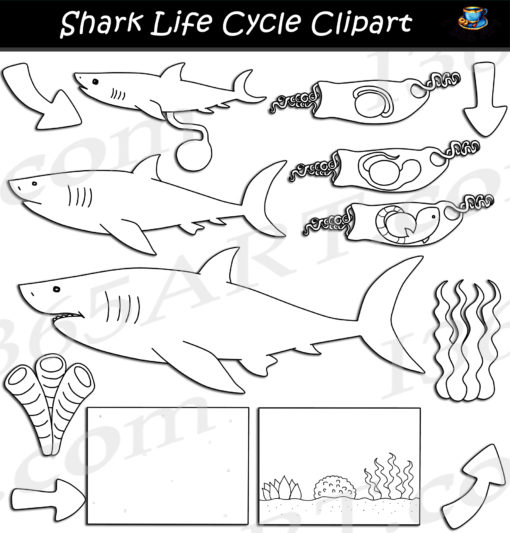 Shark life cycle clipart black and white