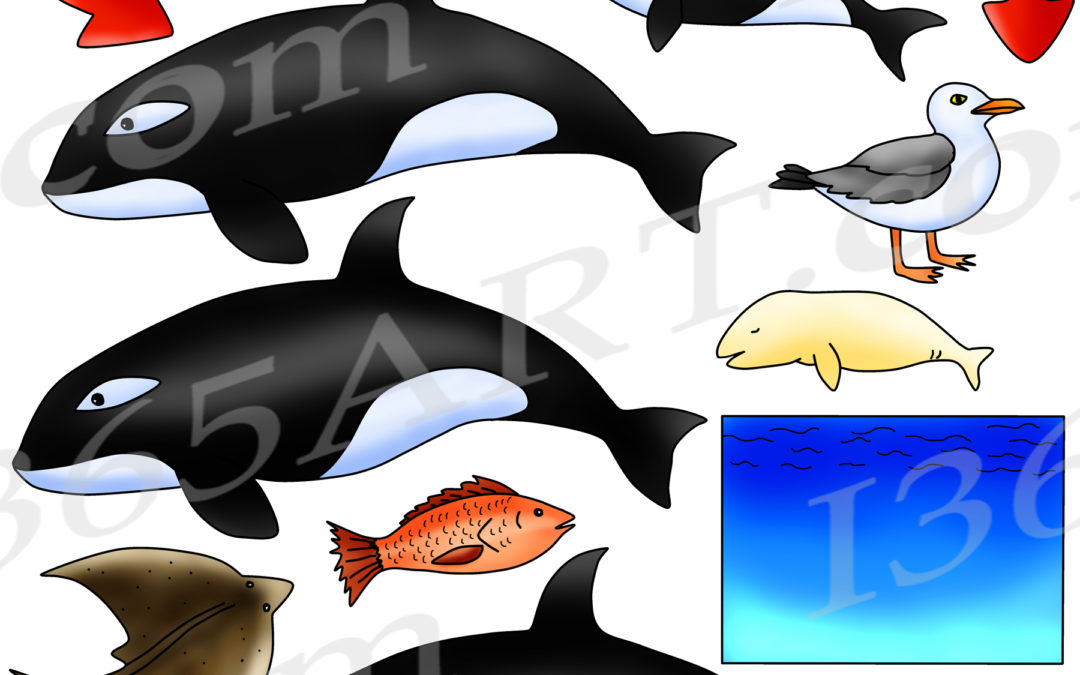 Orca Life Cycle Clipart Set Download – Killer Whale