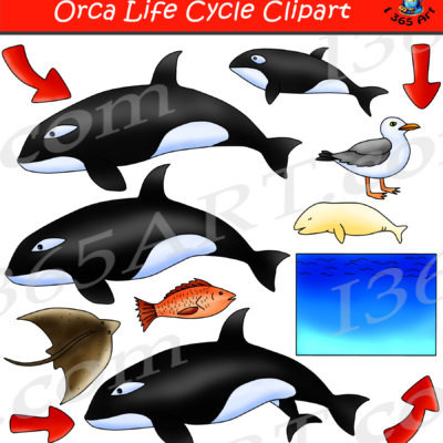 Orca life cycle clipart
