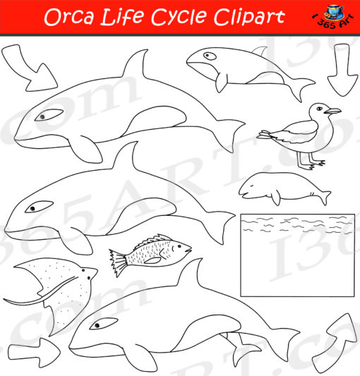 Orca life cycle clipart black and white