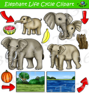 Elephant Life Cycle Clipart Set Download - Clipart 4 School