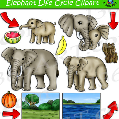 Elephant life cycle clipart