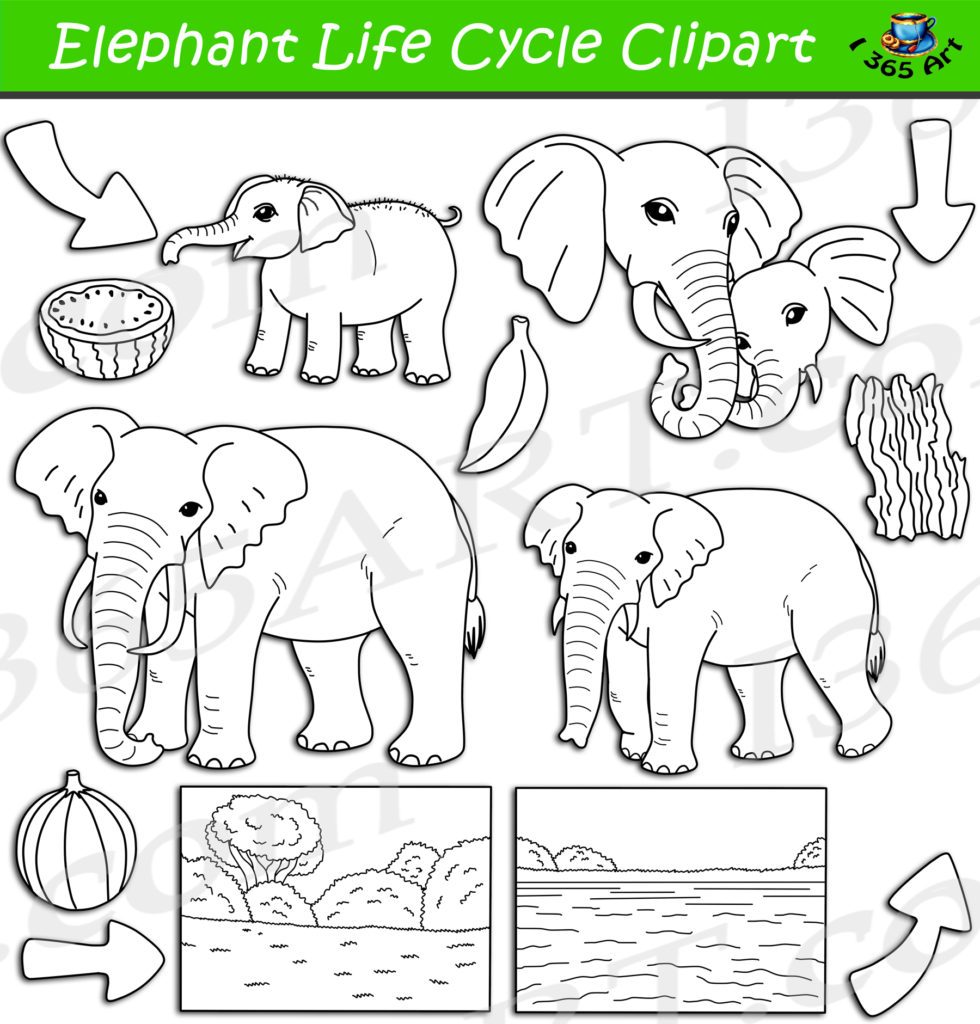 Elephant Life Cycle Clipart Set Download - Clipart 4 School