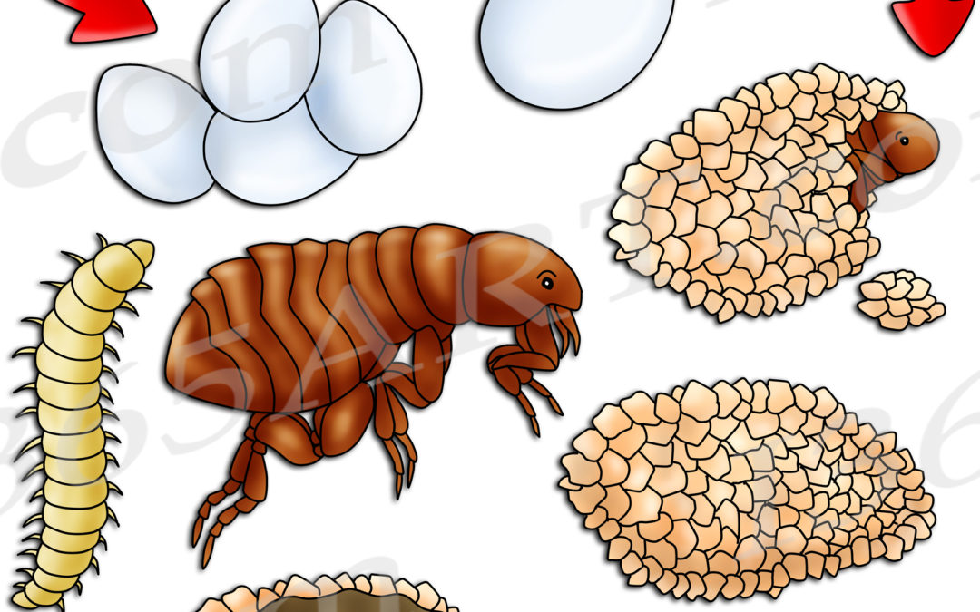 Flea Life Cycle Clipart Set Download