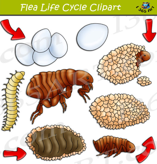 flea life cycle clipart