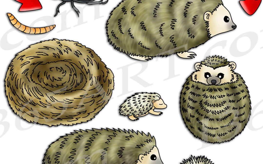 Hedgehog Life Cycle Clipart Set Download