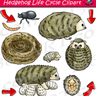 hedgehog life cycle clipart