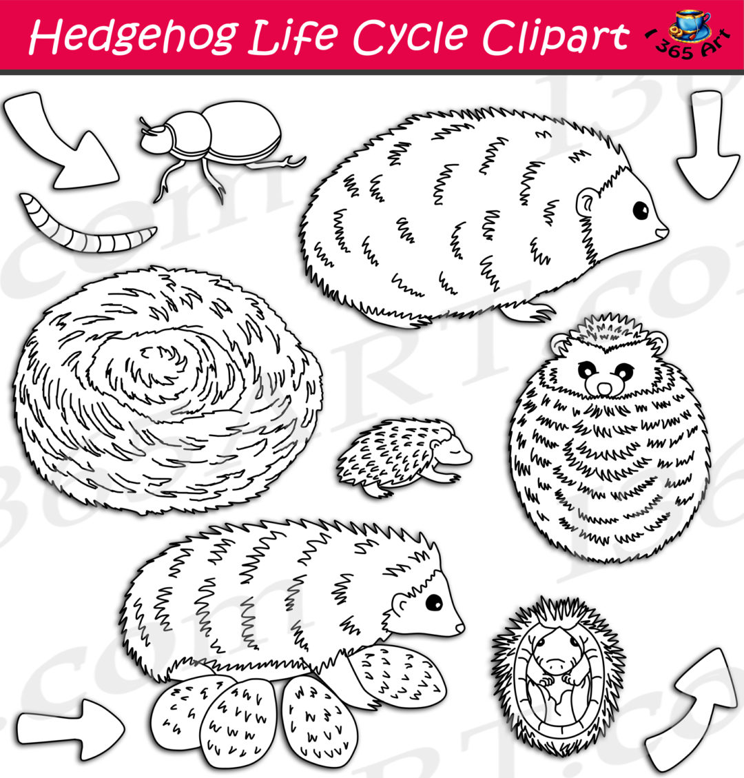 Hedgehog Life Cycle Clipart Set Download - Clipart 4 School