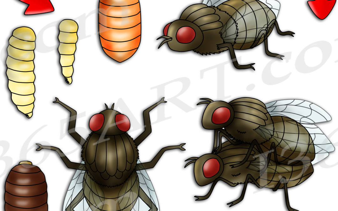 Housefly Life Cycle Clipart Set Download