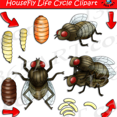 Housefly life cycle clipart