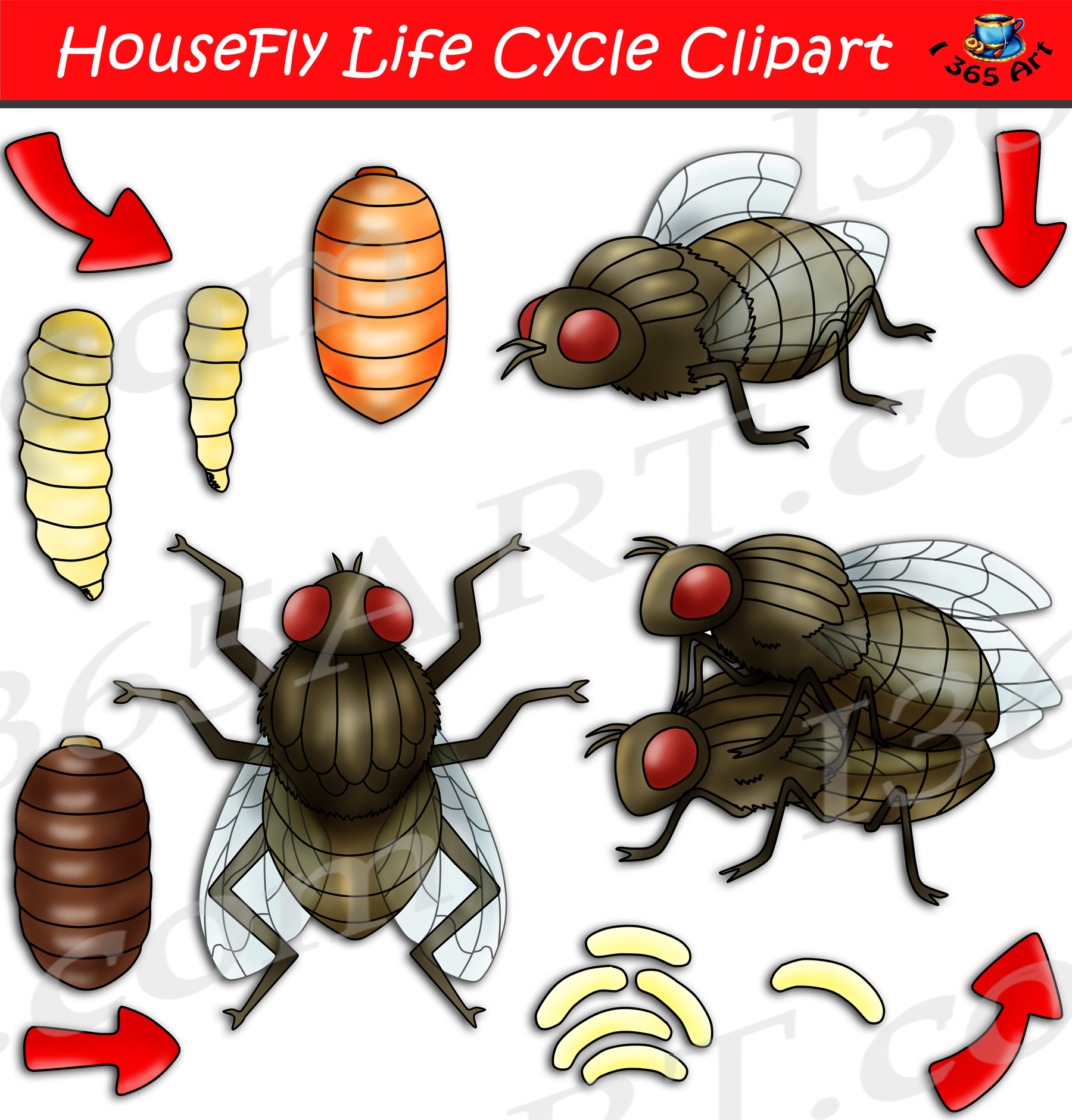 house fly life cycle