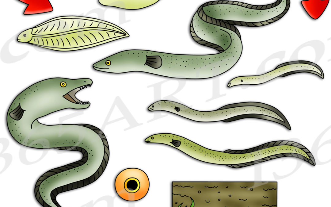 Eel Life Cycle Clipart Set Download
