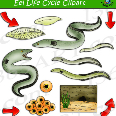 eel life cycle clipart