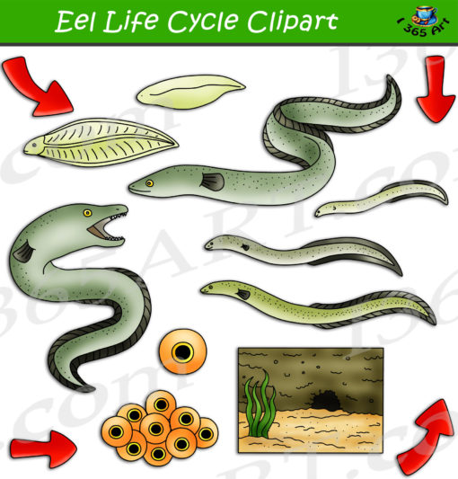 eel life cycle clipart