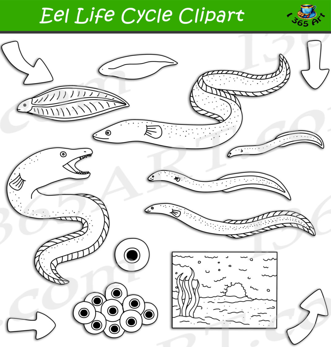 Eel Life Cycle Clipart Set Download Clipart 4 School