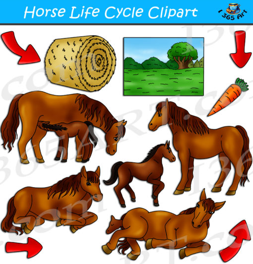 Horse life cycle clipart