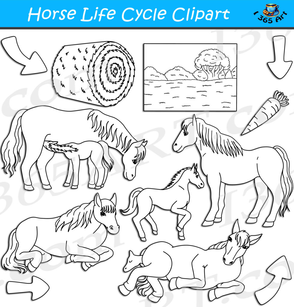 Horse Life Cycle Clipart Set Download - Clipart 4 School