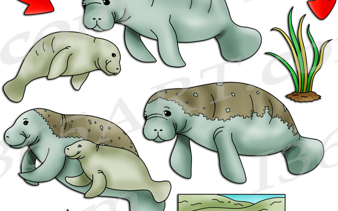 Manatee Life Cycle Clipart Set Download
