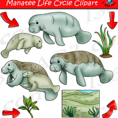Manatee life cycle clipart