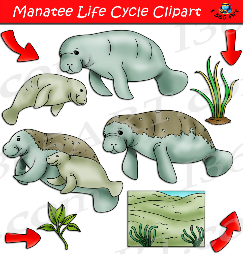 Manatee Life Cycle Clipart Set Download - Clipart 4 School