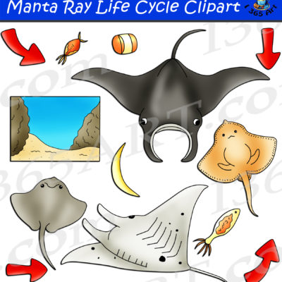 Manta Ray life cycle clipart