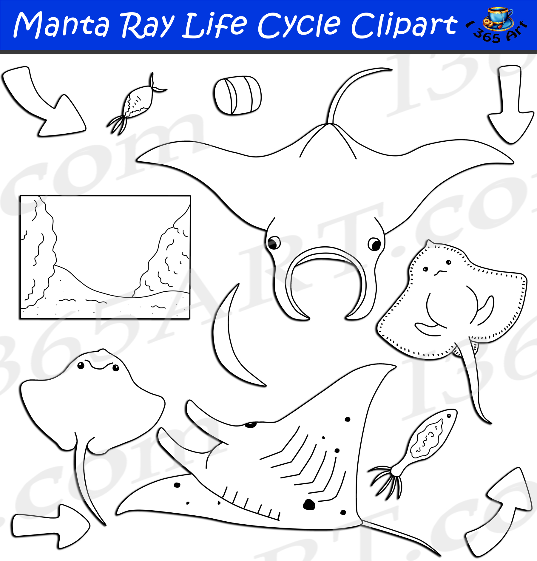 Manta Ray Life Cycle Clipart Set Download