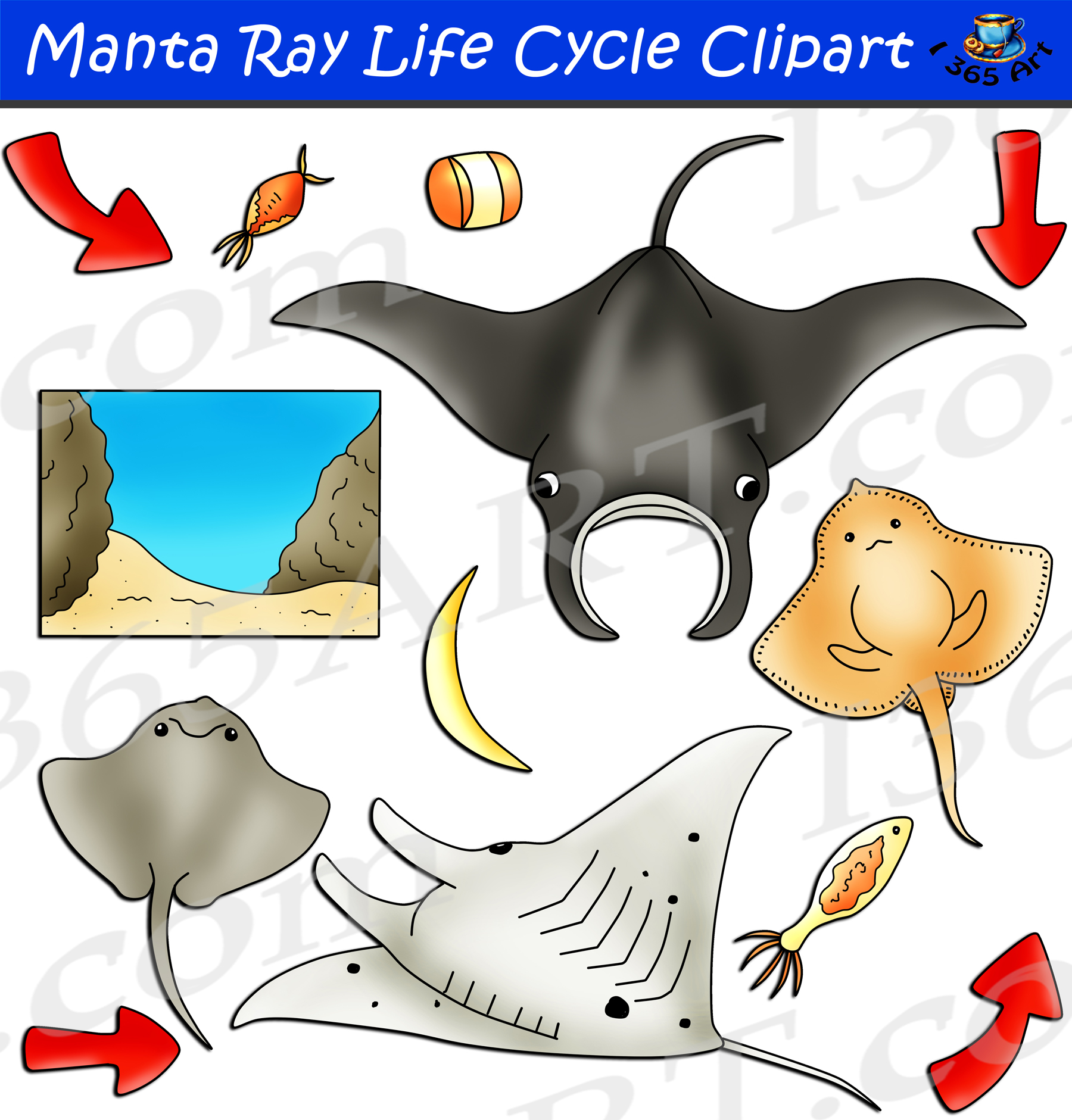Manta Ray Life Cycle Clipart Set Download
