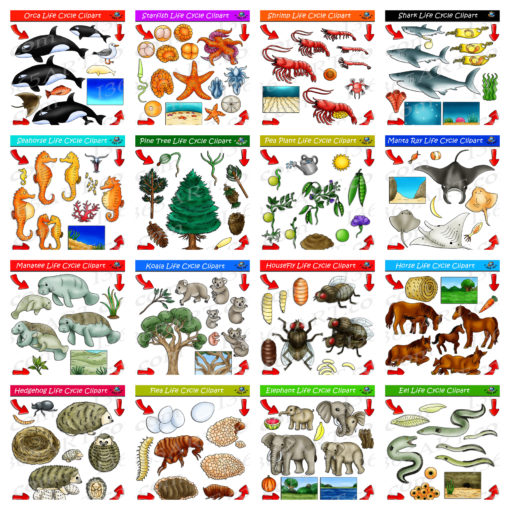 nature life cycle clipart pack