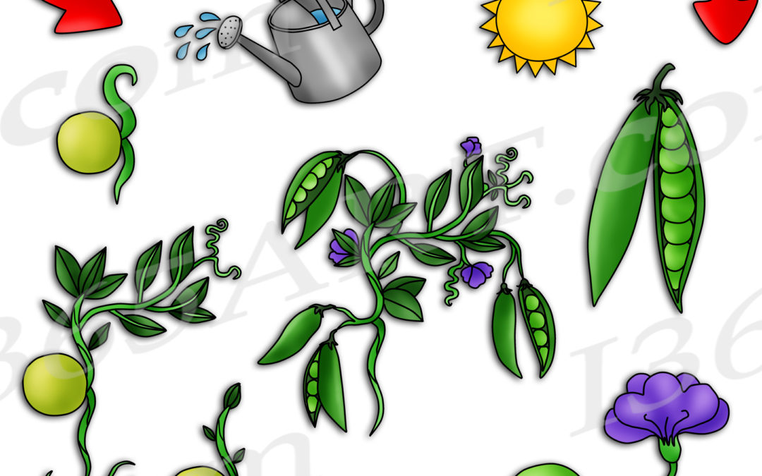 Pea Plant Life Cycle Clipart Set Download