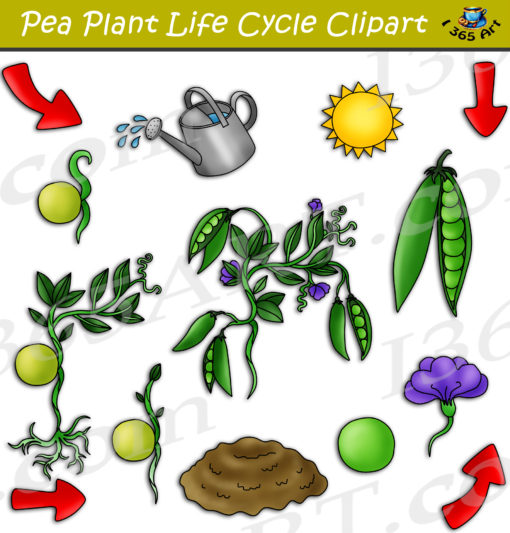 Pea Plant life cycle clipart