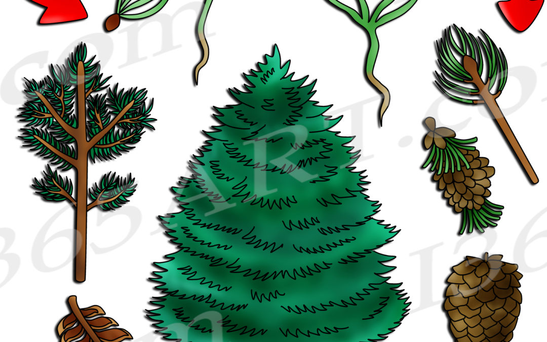 Pine Tree Life Cycle Clipart Set Download