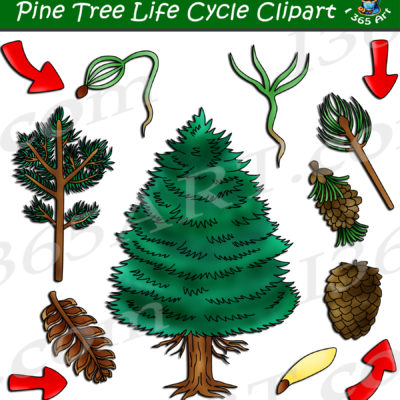 Pine tree life cycle clipart