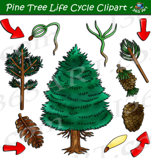 Pine tree life cycle clipart