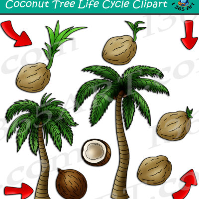 Coconut Tree Life Cycle Clipart