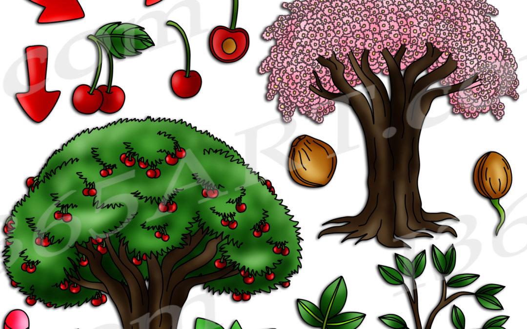 Cherry Tree Life Cycle Clipart Set Download