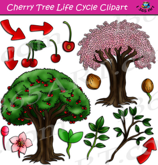 cherry tree life cycle clipart