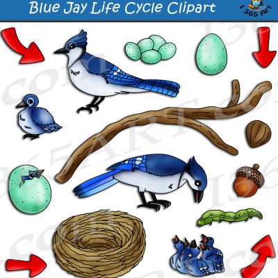 Blue Jay life cycle clipart