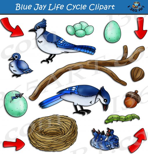 Blue Jay life cycle clipart